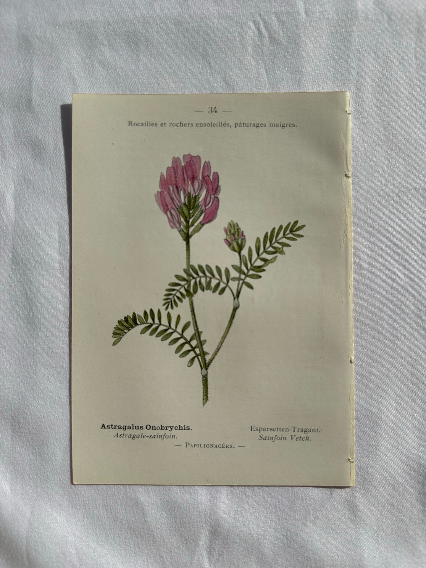 Planche Naturaliste – Gravure botanique ancienne 19eme  recto verso