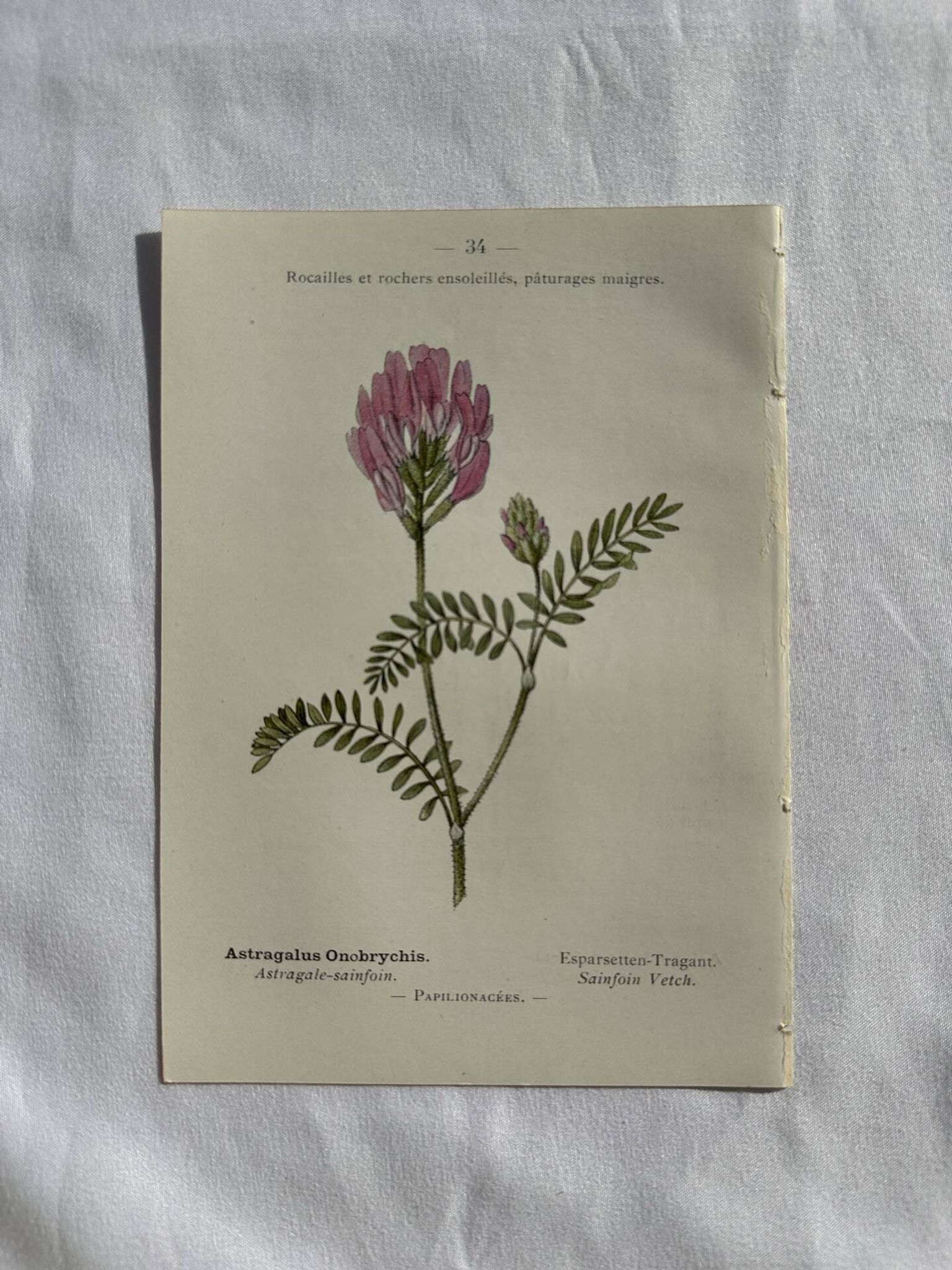 Planche Naturaliste – Gravure botanique ancienne 19eme  recto verso