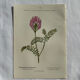 Planche Naturaliste – Gravure botanique ancienne 19eme  recto verso