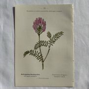 Planche Naturaliste – Gravure botanique ancienne 19eme  recto verso