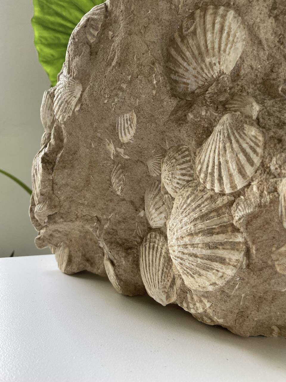 Fossil sedimentary rock and shell