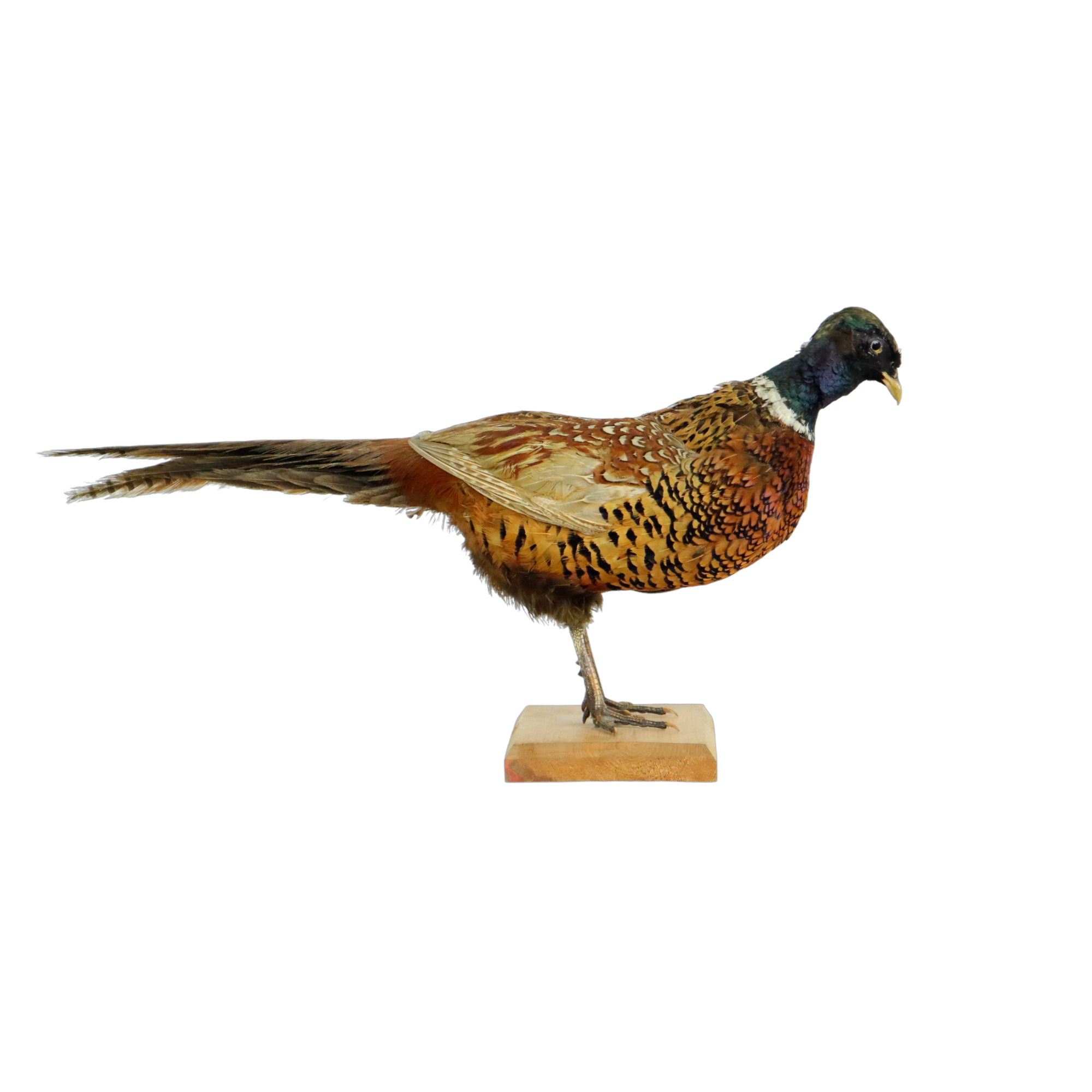 Mounted ringneck pheasant on wooden plank taxidermy