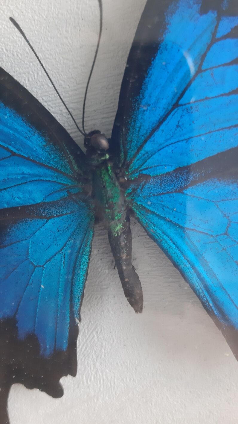 Cadre papillon bleu argenté cabinet de curiosité encadrement taxidermie