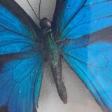 Frame butterfly silver blue cabinet of curiosity framing taxidermy
