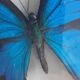 Cadre papillon bleu argenté cabinet de curiosité encadrement taxidermie