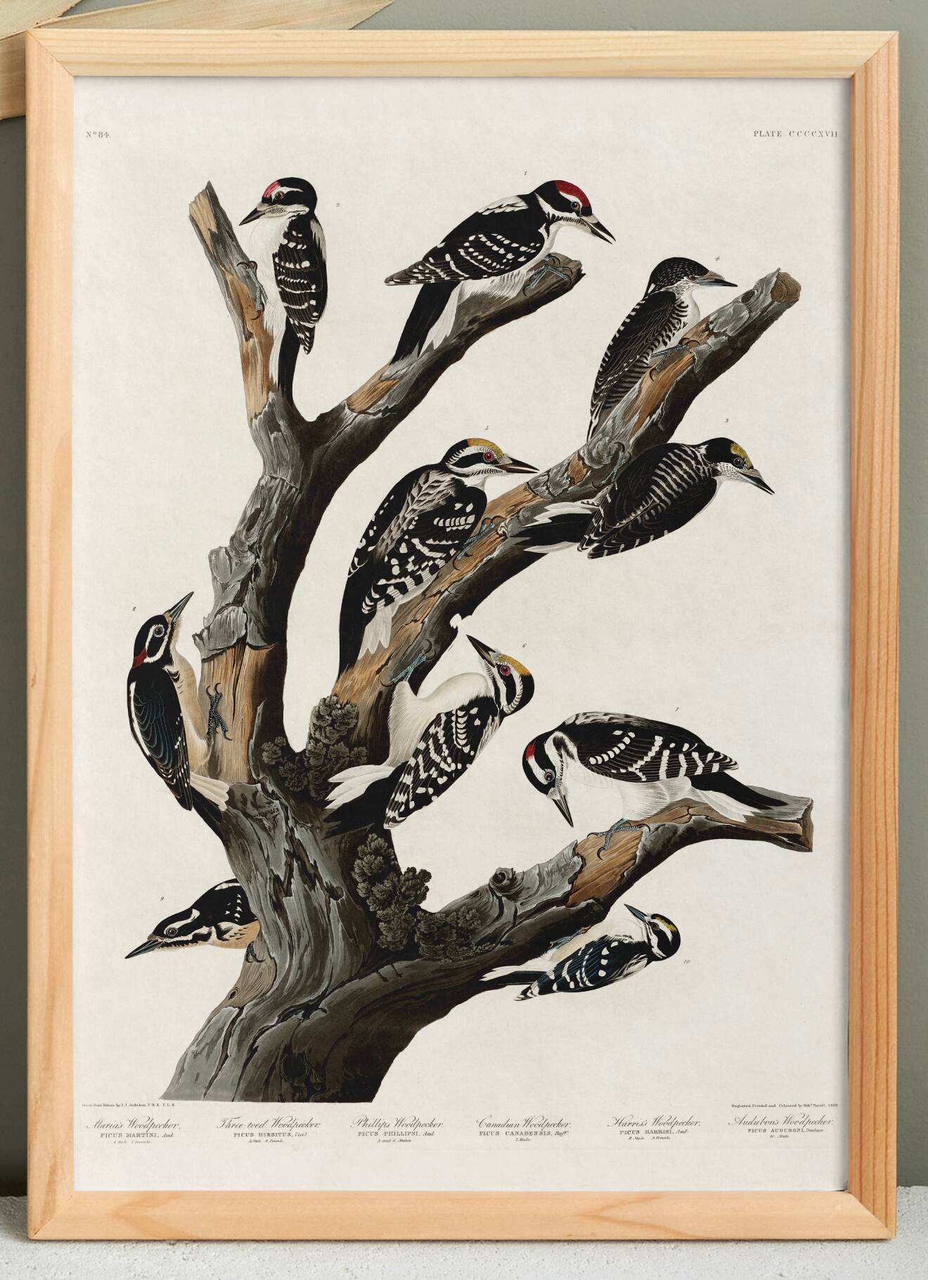 Poster about the peaks, based on an old engraving from 1827.