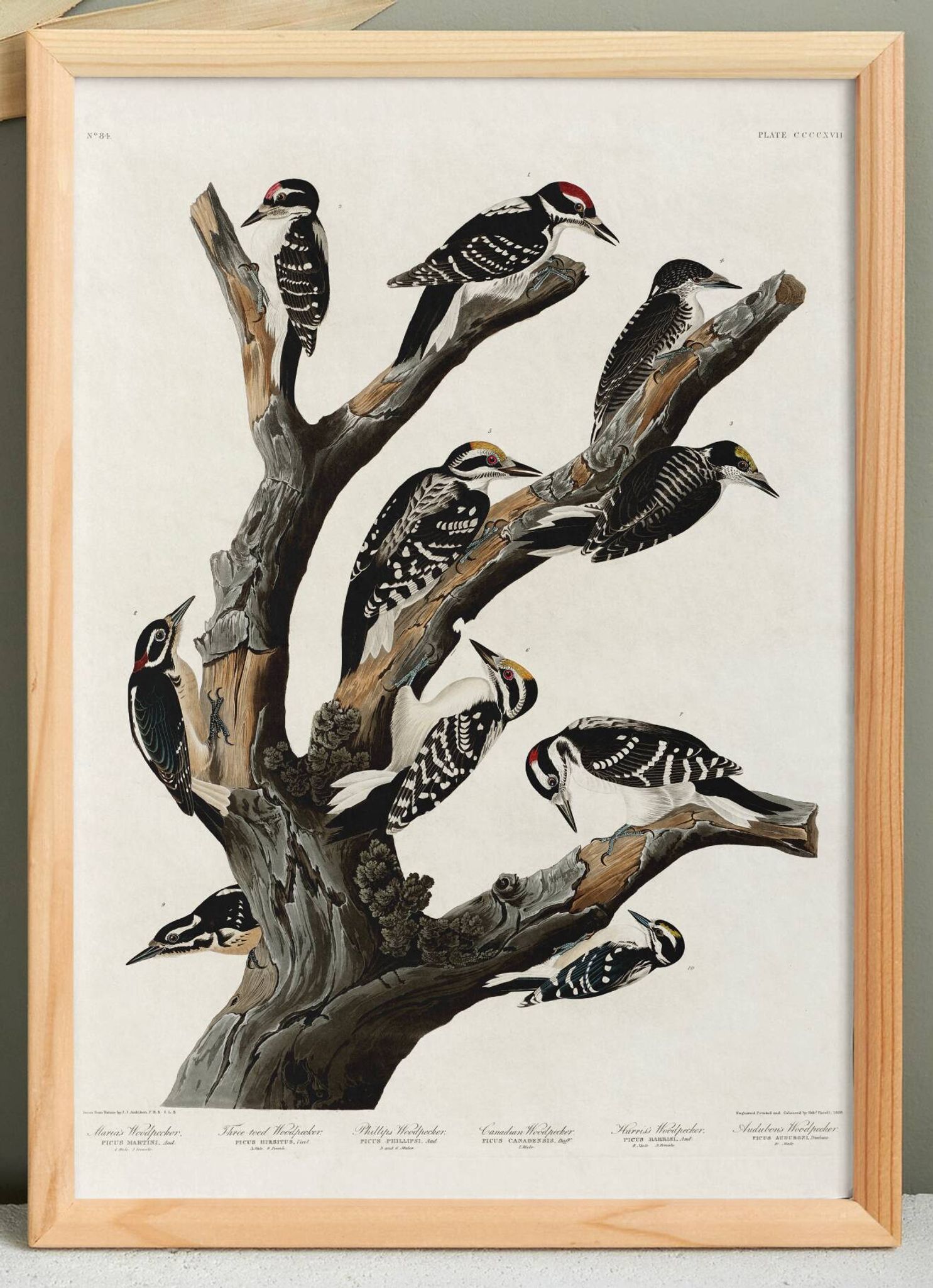 Affiche sur les pics, d’après une gravure ancienne de 1827.