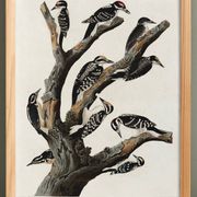 Affiche sur les pics, d’après une gravure ancienne de 1827.