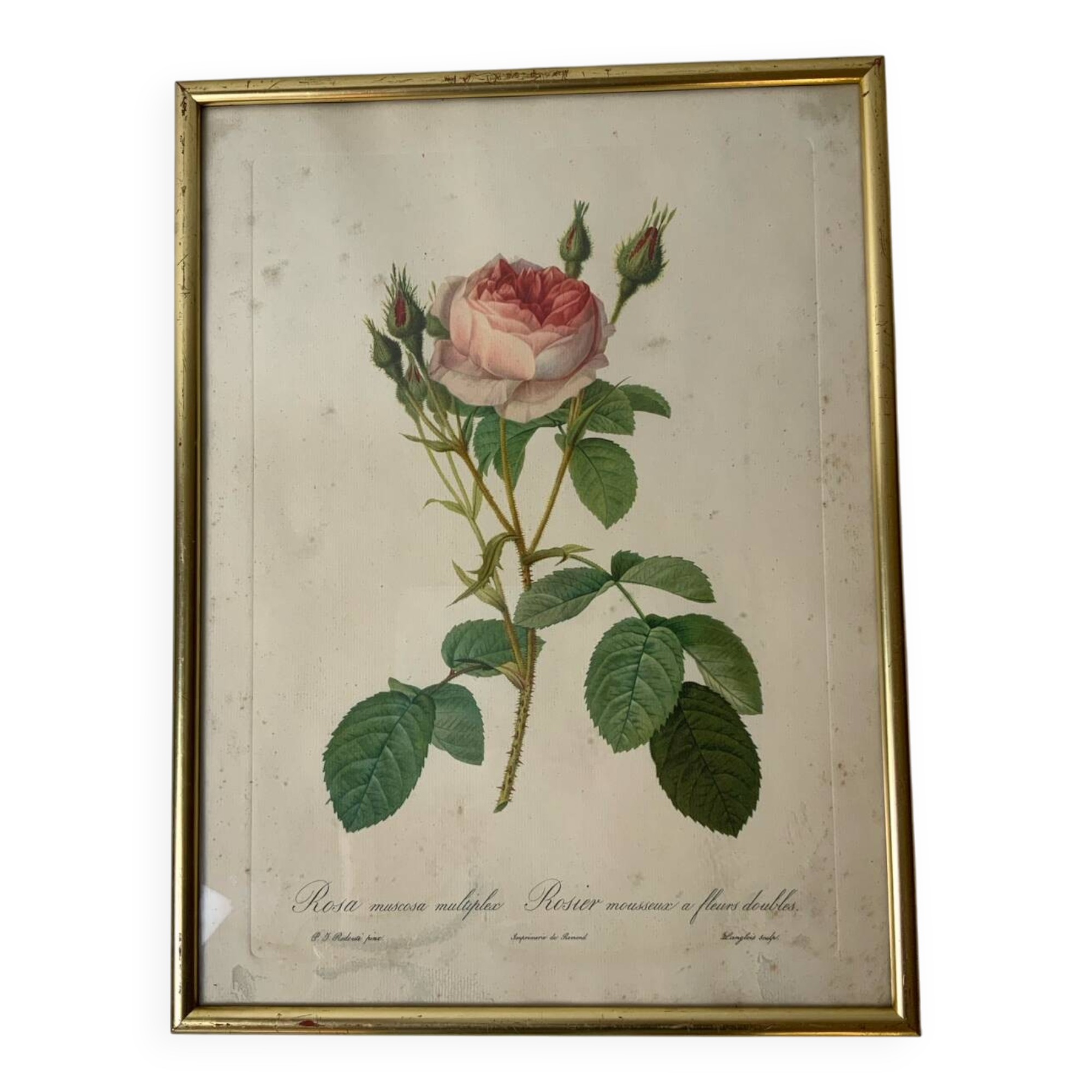 Redouté botanical lithograph