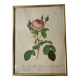 Redouté botanical lithograph