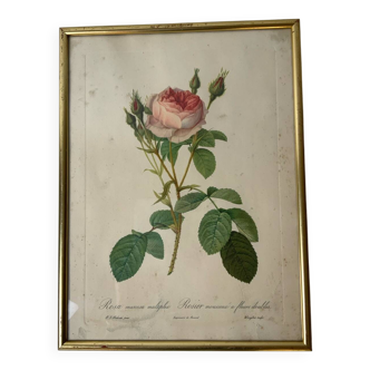 Redouté botanical lithograph