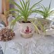 Longchamp pink planter