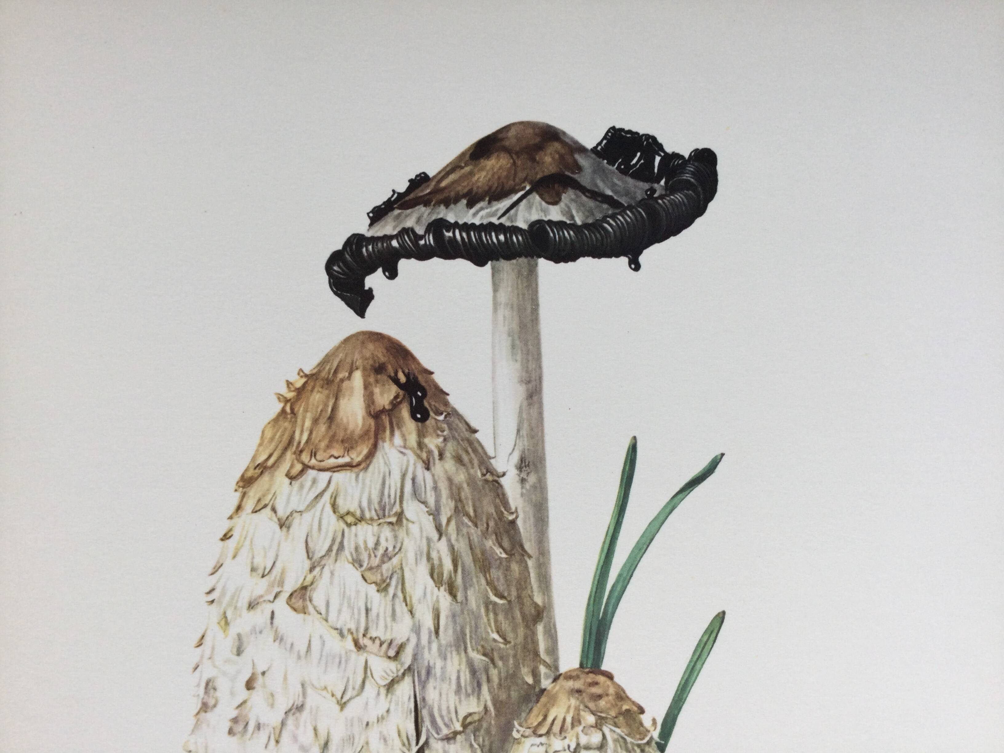 Illustration botanique Champignons Coprinus Impression Vintage des années 60