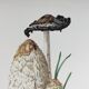 Illustration botanique Champignons Coprinus Impression Vintage des années 60