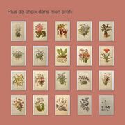 Botanical engraving from 1897 - Set of 2 Mushroom plates (1) - Plate of old lithographs