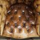 Fauteuil de directeur Chesterfield en cuir aniline