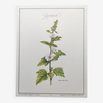 Botanical poster -Marshmallow- Illustrated flora of Phytotherapy