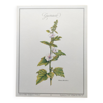 Affiche botanique guimauve flore illustrée de phytothérapie
