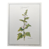 Botanical poster -Marshmallow- Illustrated flora of Phytotherapy