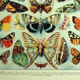 Lithographie ancienne 1928 A. Millot - Papillons d'europe