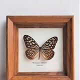 Naturalized butterfly