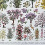 Illustration Millot "Ornamental tree gardens"