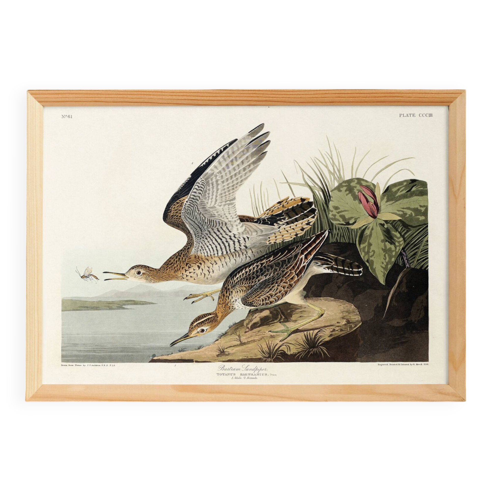 Poster about Maubèche, based on an old engraving from 1827.