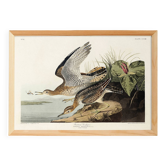 Affiche sur le Maubèche, d’après une gravure ancienne de 1827.