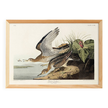 Affiche sur le Maubèche, d’après une gravure ancienne de 1827.