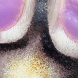 Fruit basket, West Germany