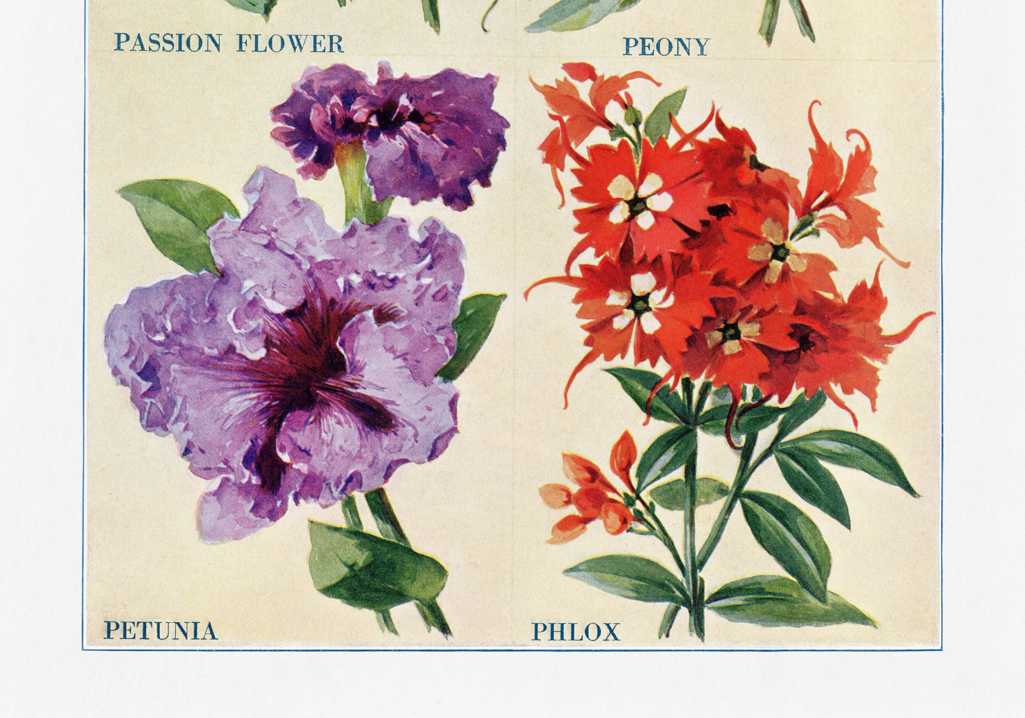 Poster featuring passionflower, peony, petunia and phlox