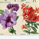 Poster featuring passionflower, peony, petunia and phlox
