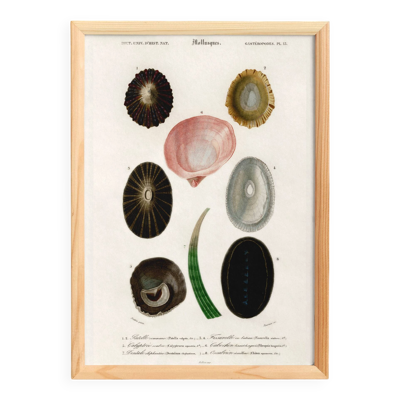 Affiche sur les coquillages et mollusque marins, d’après une gravure ancien