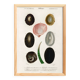 Poster on seashells and marine molluscs, based on an old engraving.