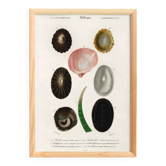 Poster on seashells and marine molluscs, based on an old engraving.