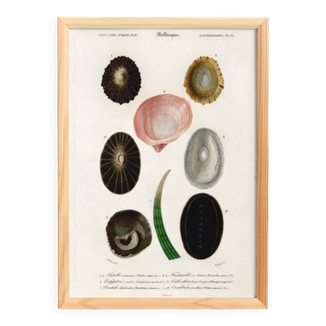 Affiche sur les coquillages et mollusque marins, d’après une gravure ancien