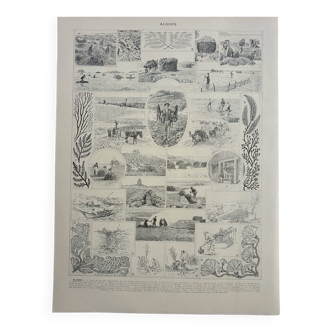 Old engraving, Algae, harvest, flora, coasts, picking • Lithograph, Original plate 1947
