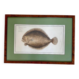 Old lithograph Morubel, the turbot