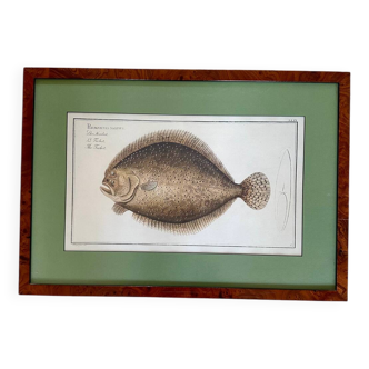 Old lithograph Morubel, the turbot