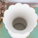 White porcelain vase Bareuther Waldsassen, numbered
