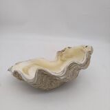 Shell clam.
