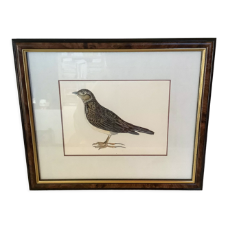 Old bird frame