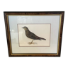 Old bird frame