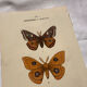 Botanical Plate 1800 Old naturalist engraving 19th century double-sided