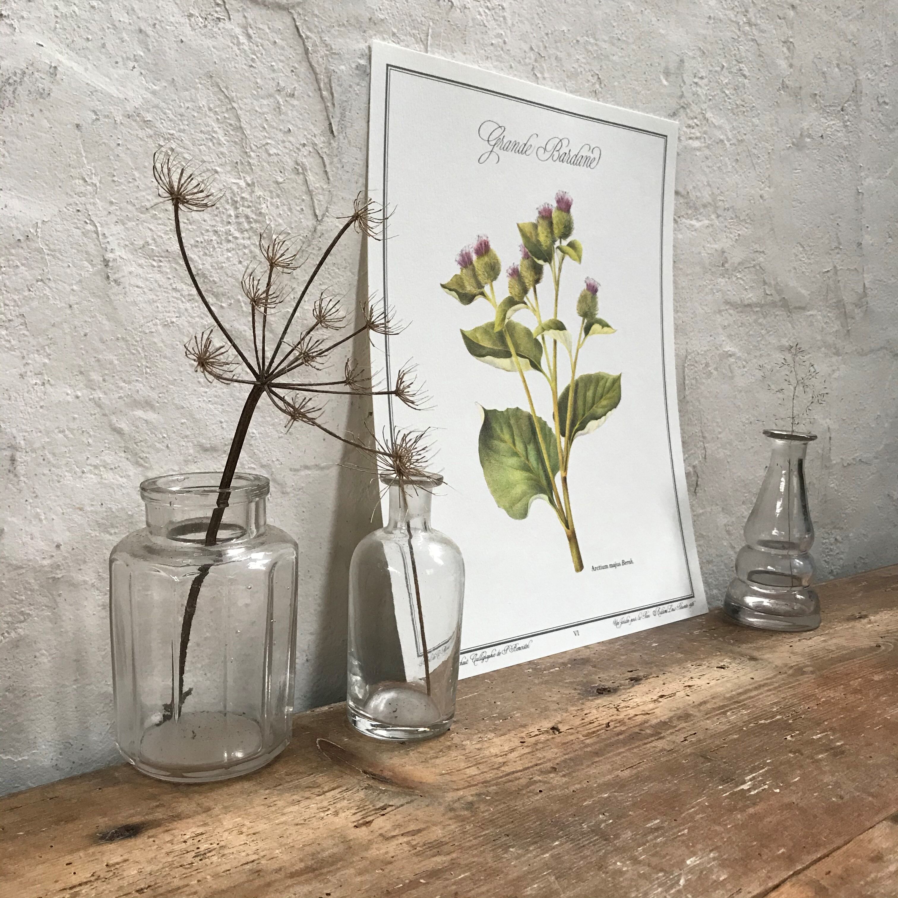 Botanical board the Great Burdock