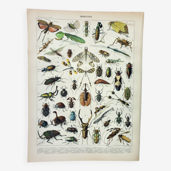 Old engraving 1898, Insects 1, entomology • Lithograph, Original plate