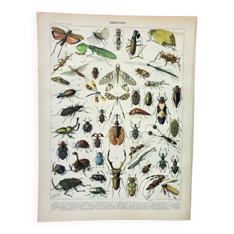 Gravure ancienne 1898, Insectes 1, entomologie • Lithographie, Planche originale