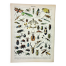 Gravure ancienne 1898, Insectes 1, entomologie • Lithographie, Planche originale