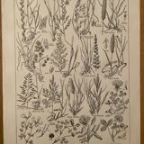 Lithograph on flowers and meadow flowers - 1920