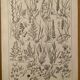 Lithograph on flowers and meadow flowers - 1920